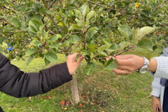 orchard1
