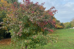 orchard2