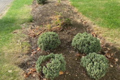 Herb-garden-1